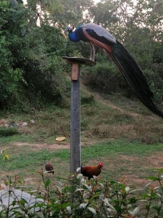 Goyambokka Peacock Garden Tangalle Exterior photo